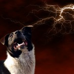 大きな音が苦手なわんこへ。怖ーい雷雨に備えたい。愛犬の雷対策。
