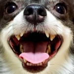愛犬の健康のために歯石予防を！ドッグフードやおやつ、歯磨きで歯石予防！