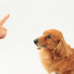 「おすわり」「伏せ」「待て」犬への基本的な指示の教え方