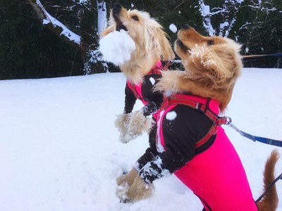 雪玉キャッチを楽しむ愛犬達