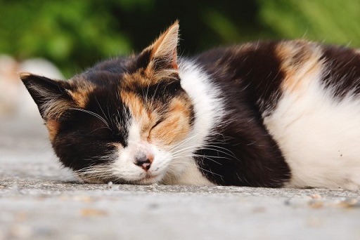 日本猫 と 雑種猫 とは違うの 日本猫の定義について調べてみました Recheri