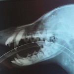 愛犬ウーノの歯周病による抜歯手術レポート！