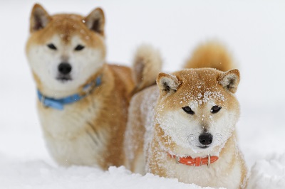 雪原の柴犬