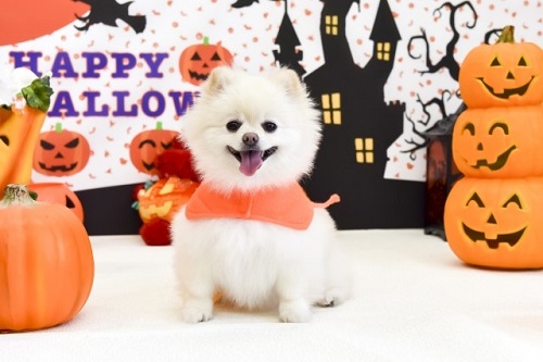 ハロウィンの仮装をした犬 A dog dressed up for Halloween