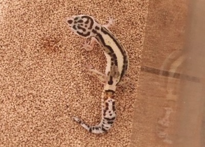 ヒョウモントカゲモドキ Leopard gecko