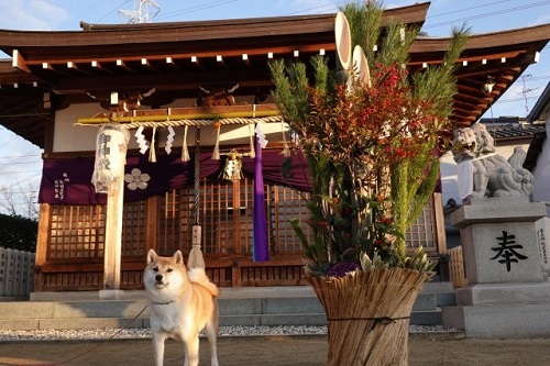 神社と犬