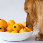 犬も果物を食べたい！犬に与えても良い果物には何がある？注意点は？