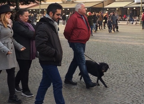 散歩するイタリアの犬