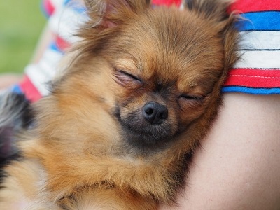幸せそうに眠る犬