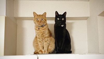 二匹の猫