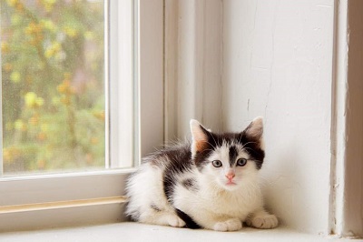 窓辺に座る子猫