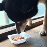 愛犬に与えたい食材の納豆について。手作り犬ゴハンのレシピも！