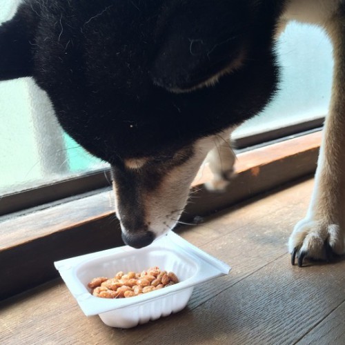 納豆を食べる柴犬