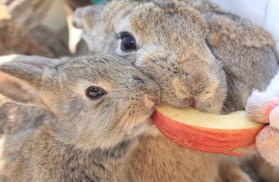 リンゴを食べるウサギ