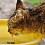 地域猫のための飲み水ボランティアとは？