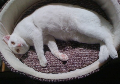 猫用ベッドでリラックスする白猫