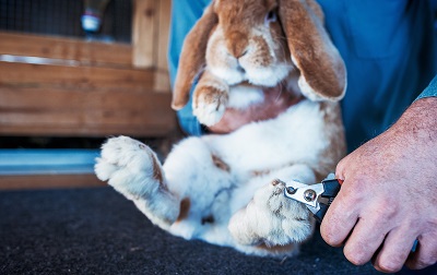 爪切りをするウサギ