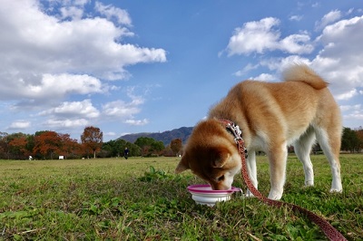 青空の元ご飯を食べる犬
