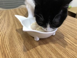 手作りご飯を食べる猫