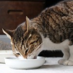 猫がごはんを食べなくなってきた？ハイシニア期に入った猫の食事の変化と工夫