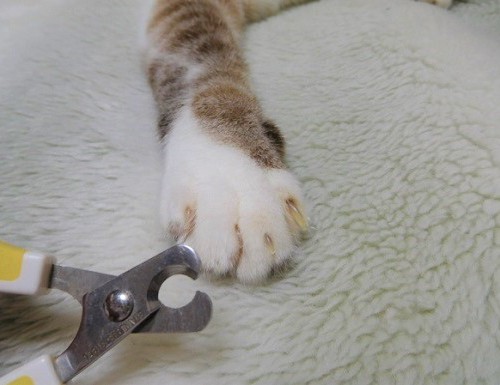 爪切りと猫
