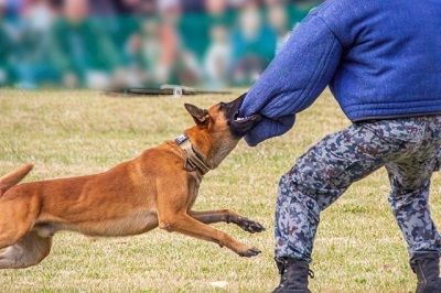 警察犬訓練