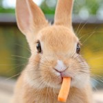 ご飯を食べないことは命の危険に直結する！ウサギの命を守るためにやるべきこと