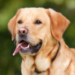 愛犬と沖縄旅行！飛行機に乗せられない犬の特徴と犬種とは？