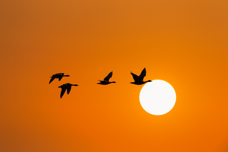 夕日と渡り鳥