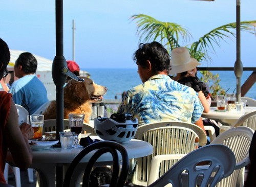 浜辺のカフェで愛犬とのひと時