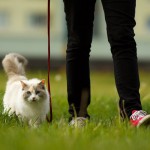 猫を散歩させるメリット・デメリット、注意点やおすすめグッズを徹底紹介