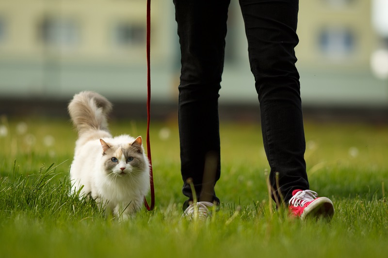散歩する猫