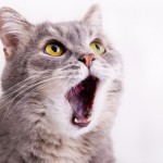【ペットショップ店員が解説】猫の夜泣きの原因と対策法！