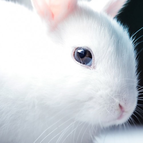 白いウサギ