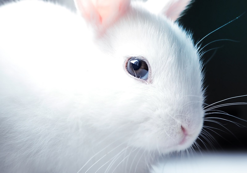白いウサギ