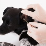 犬の耳掃除はした方がよい？洗浄液や綿棒を使用した愛犬の耳掃除方法