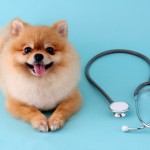 【ペットショップ店員が解説】犬の風邪ってどういうもの？予防方法、対処方法を詳しく解説！