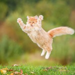 猫のジャンプ力の秘密に迫る！ジャンプ失敗やできなくなる理由も解説！