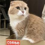 【闘病記】急性腎不全が奇跡的に治った猫・ポンちゃんの治療と回復のストーリー【前半】