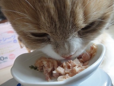 ツナを食べる猫のポンちゃん