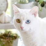 オッドアイの猫が生まれる確率は〇％！その秘密と白猫に多い理由