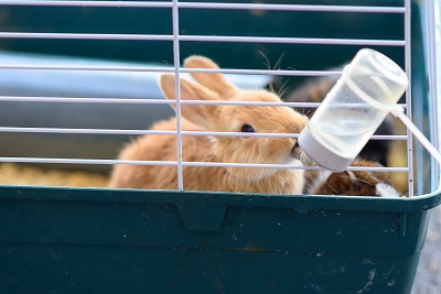 水を飲むウサギ