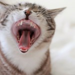 猫の食欲低下、口内炎が原因かも？症状や治療法、予防法を紹介！