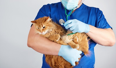 獣医師に抱えられた猫