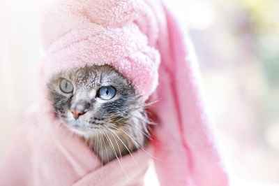 タオルにくるまれた猫