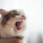 猫のあくびの多さは病気の可能性がある！？眠いだけじゃないあくびの理由