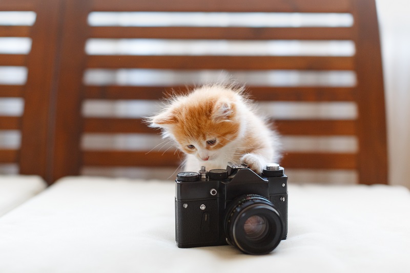 カメラに触る子猫
