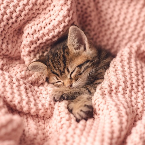 毛布にくるまり眠る子猫