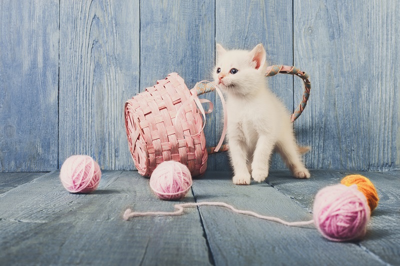 毛糸と遊ぶ子猫