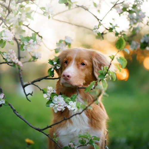 花を眺める犬